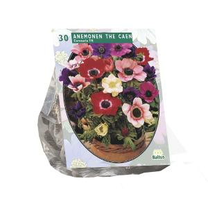 Baltus Anemone de Cean Mix bloembollen per 30 stuks